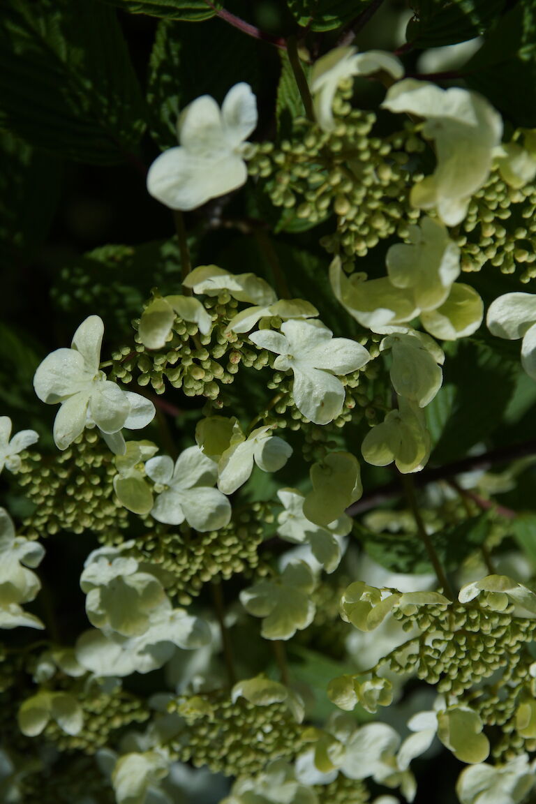 Viburnum plicatum 'Mariesii'