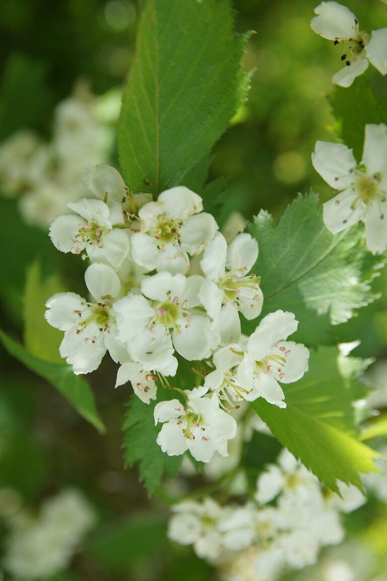 Crataegus prunifolia