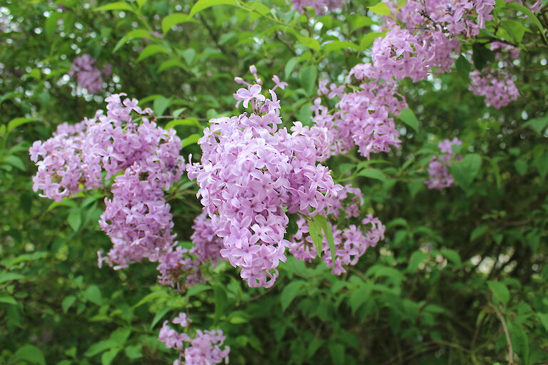 Syringa