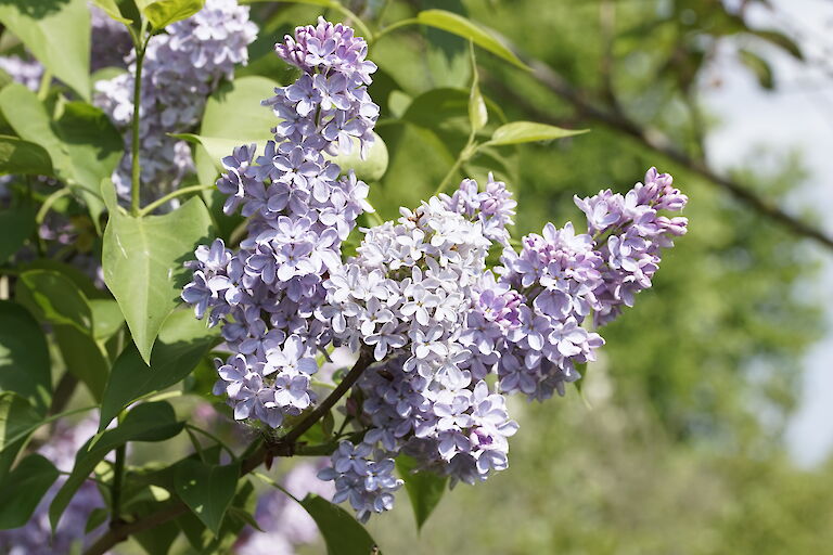 Syringa vulgaris Yankee Doodle