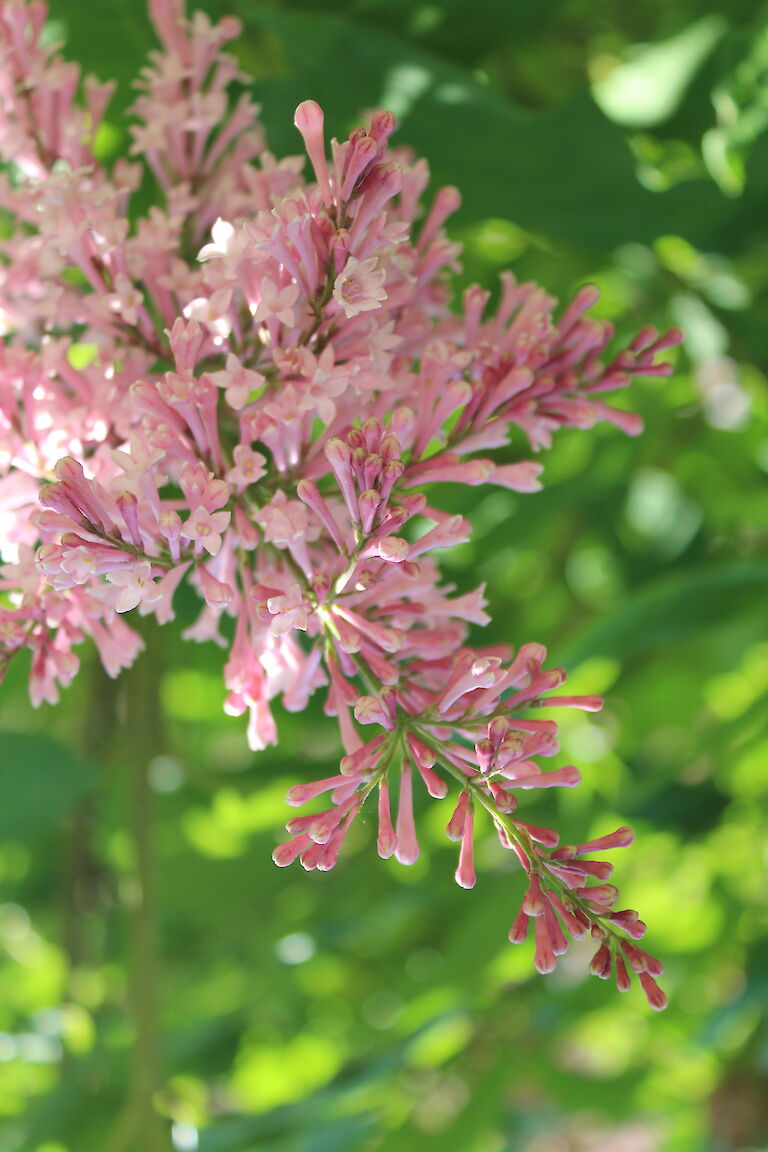 Syringa meyeri 'Palibin'