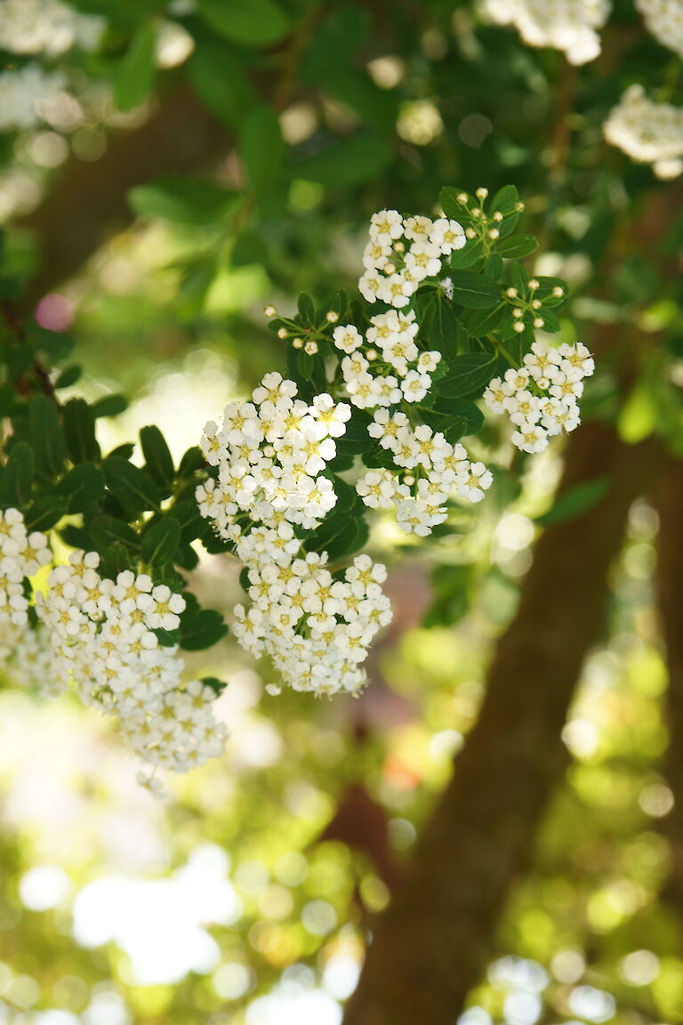 Spiraea arguta