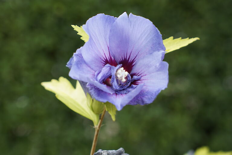 Hibiscus syriacus Blue Chiffon