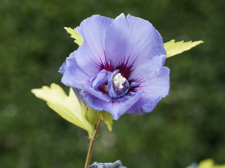 Hibiscus syriacus Blue Chiffon