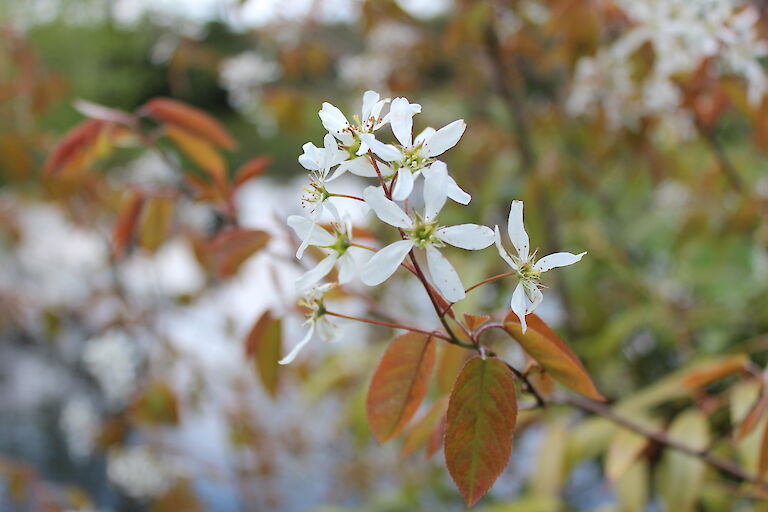 Amelanchier lamackii