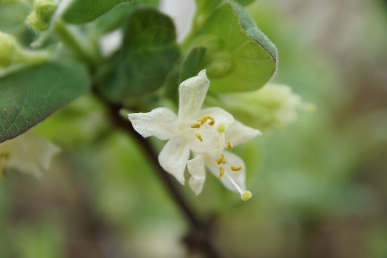 Lonicera kamtschatica