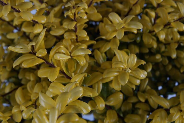 Ilex crenata 'Convexa Gold'