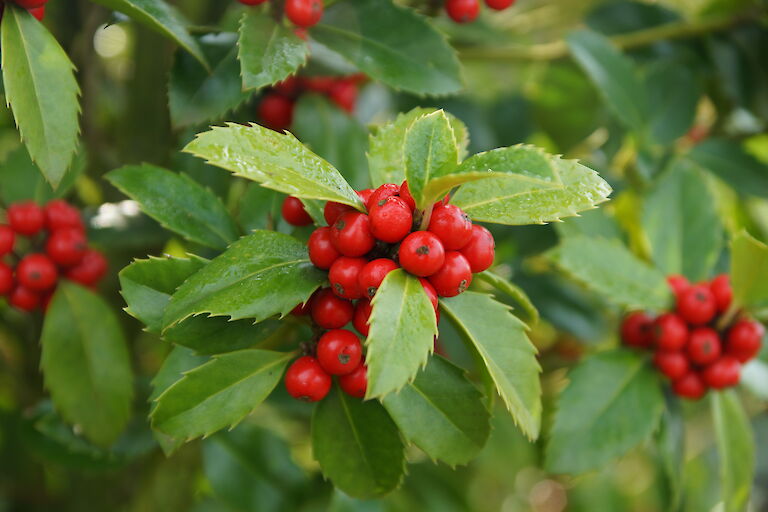 Ilex meserveae 'Heckenfee'