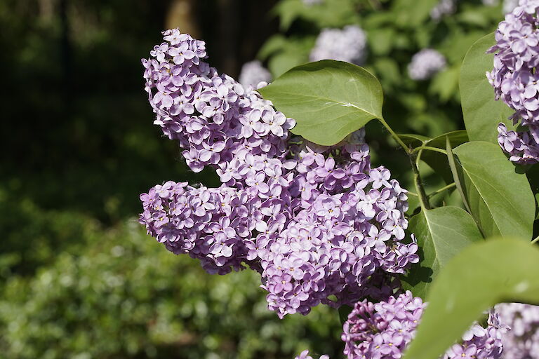 Syringa vulgaris Jugendtraum