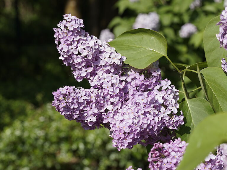 Syringa vulgaris Jugendtraum