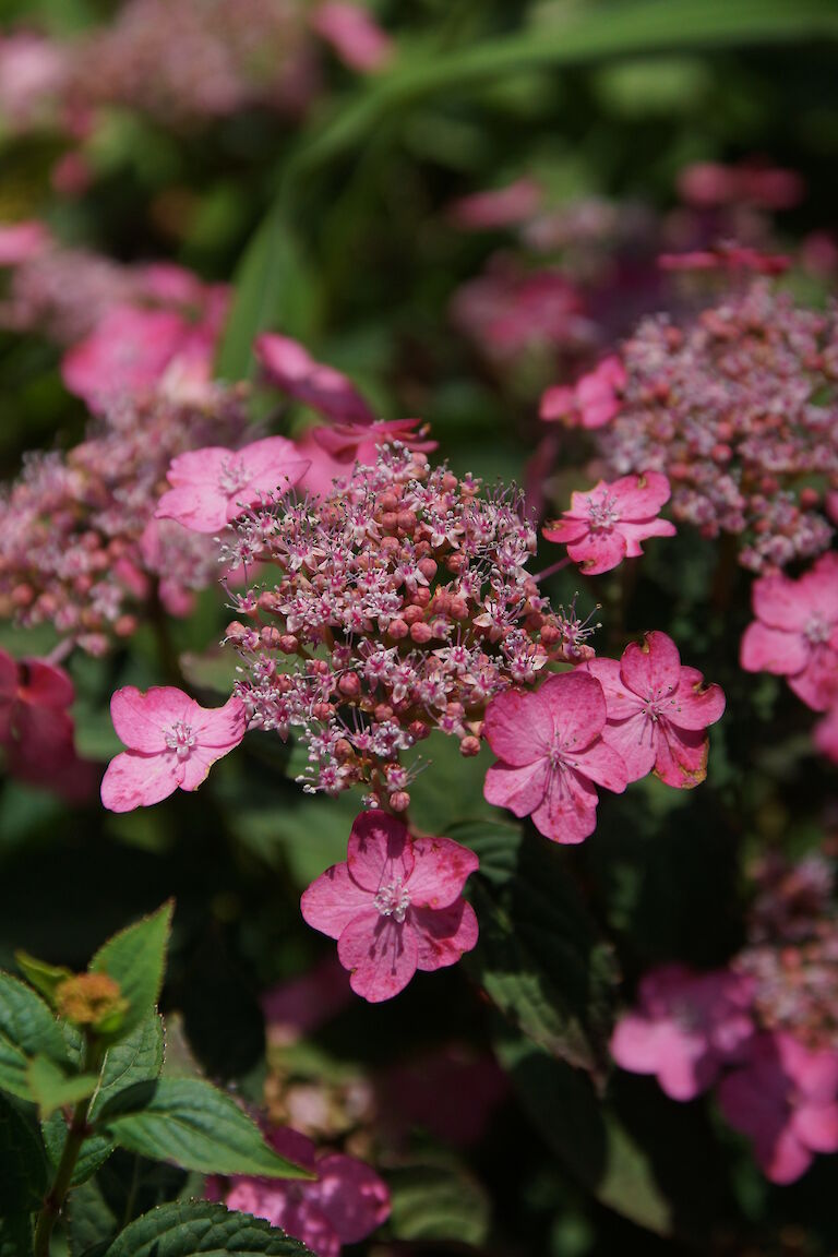 Hydrangea serrata var. koreana