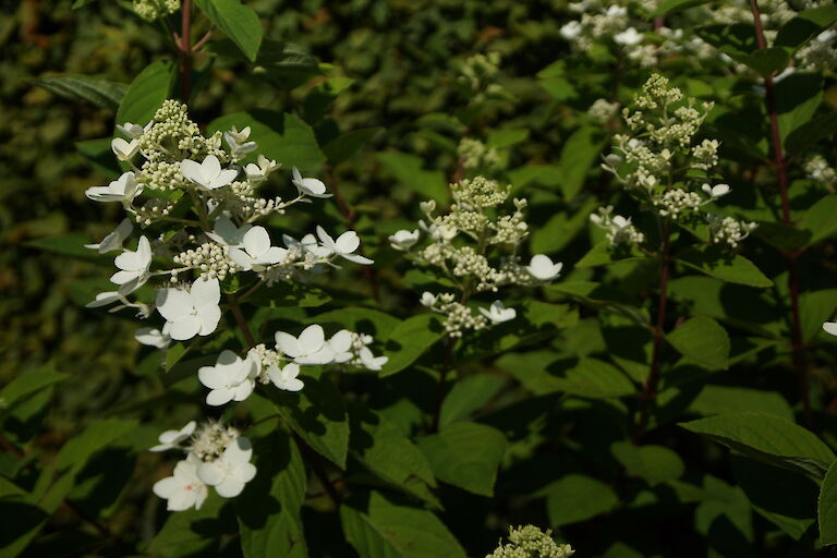 Hydrangea paniculata 'Pink Diamond'