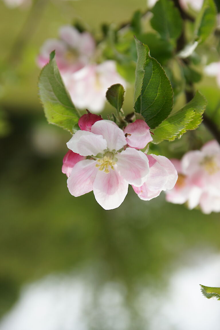 Malus 'Evereste'