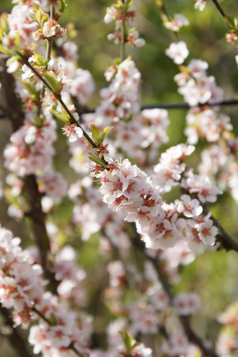 Prunus tomentosa 'Orient'