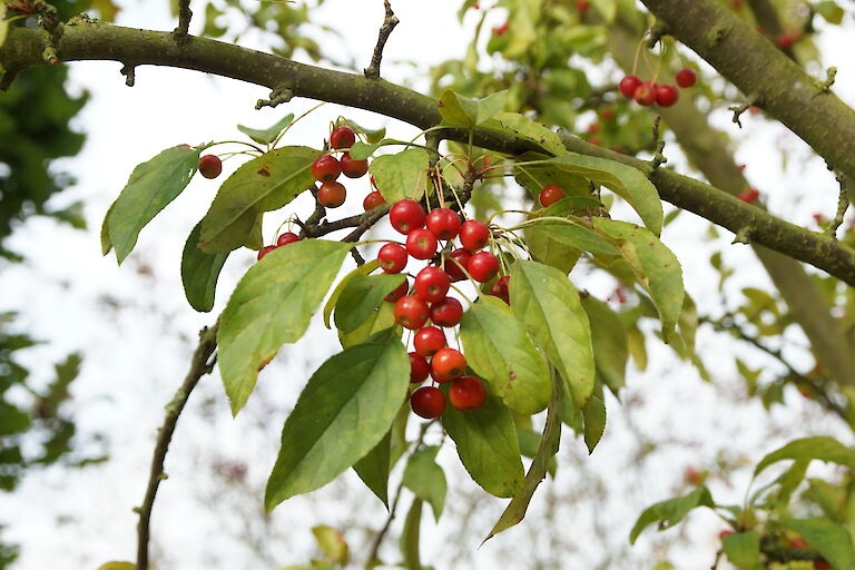 Malus 'Red Jewel'