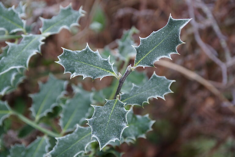 Ilex aquifolium Winter