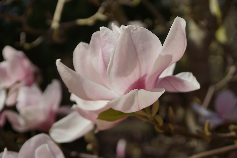 Magnolia 'Laura'