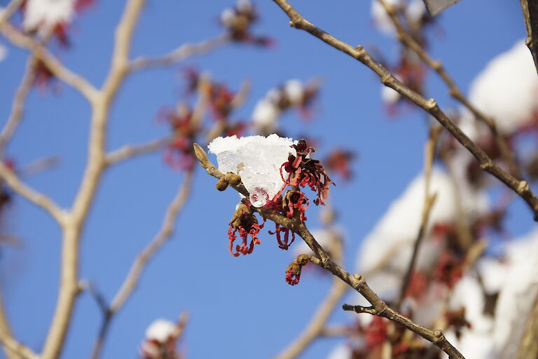 Hamamelis Winter