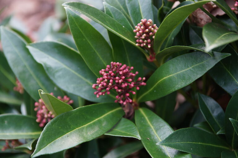 Skimmia japonica