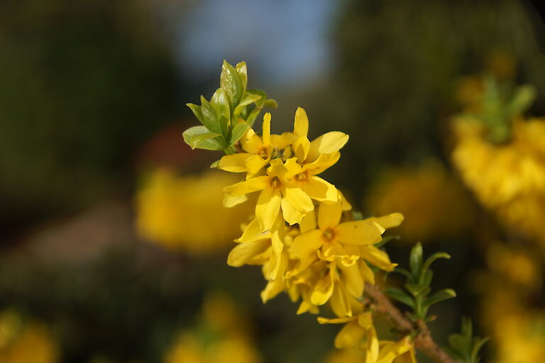 Forsythia intermedia 'Weekend'