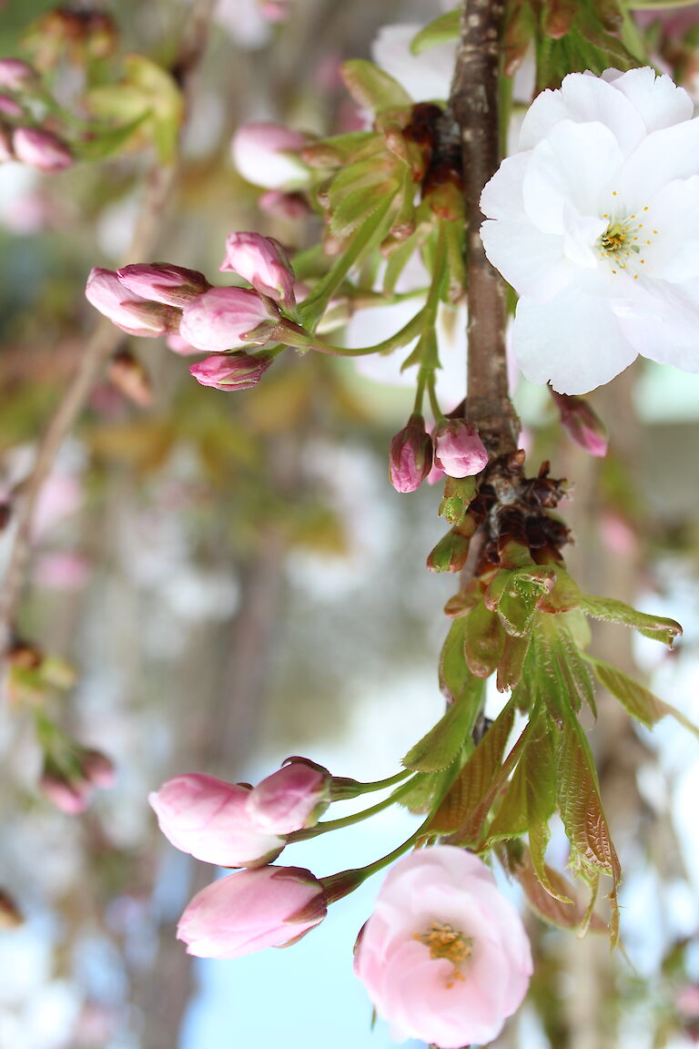 Prunus serrulata