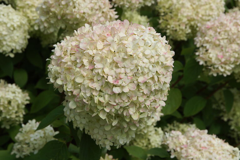 Hydrangea paniculata 'Limelight'