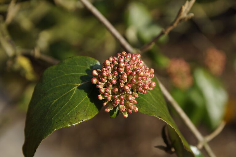 Viburnum burkwoodii