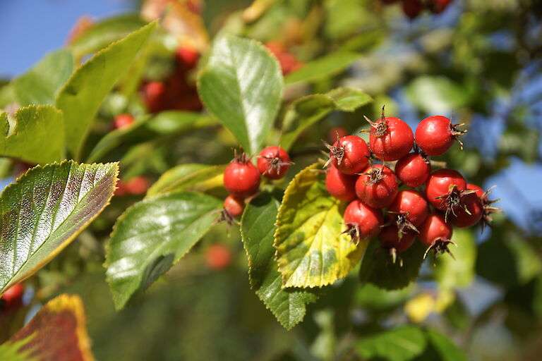 Sorbus aria