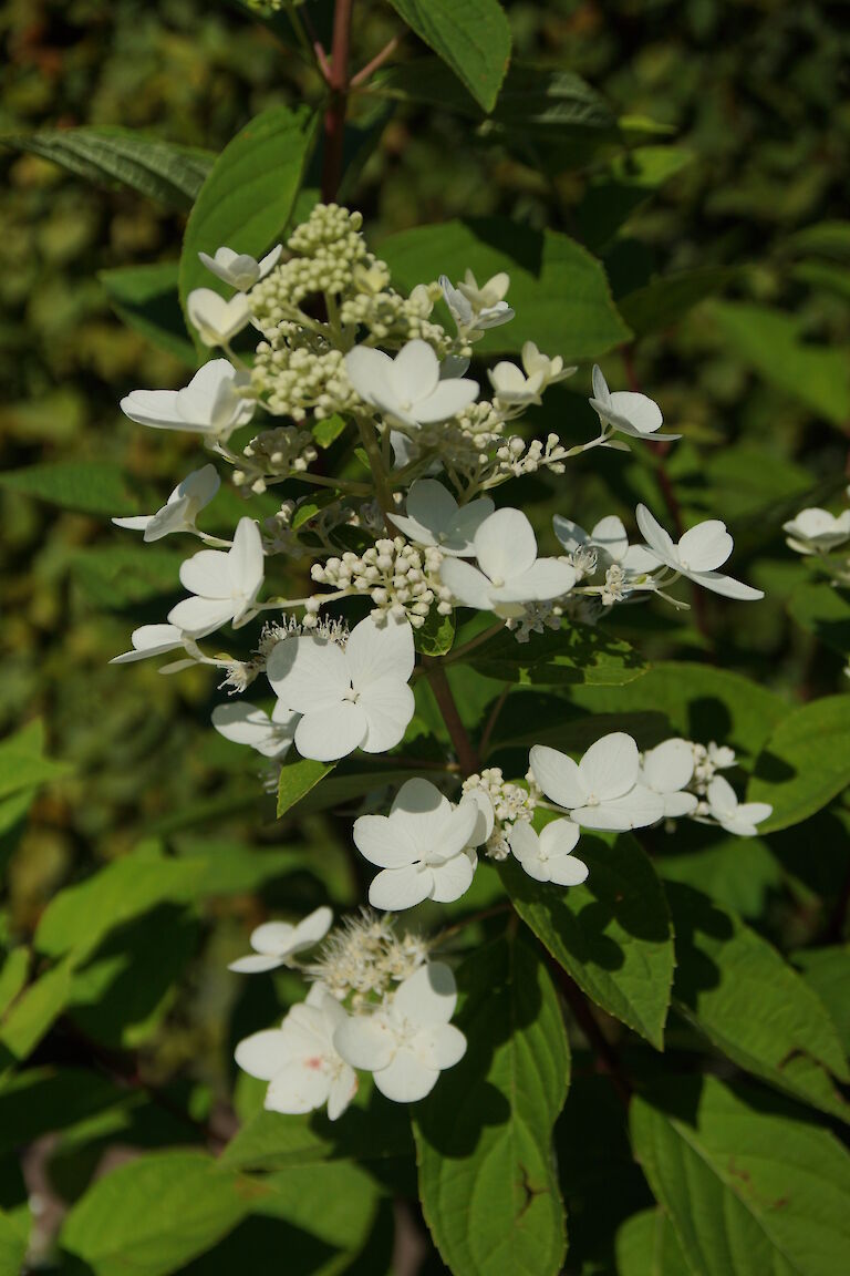 Hydrangea paniculata 'Pink Diamond'