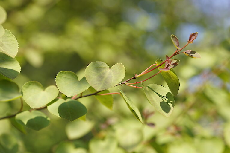 Cercidiphyllum japonicum