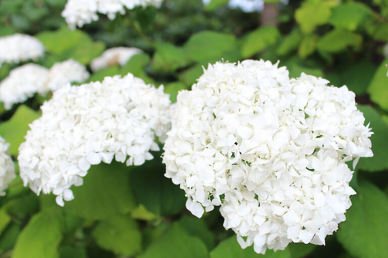 Hydrangea arborescens 'Annabelle'