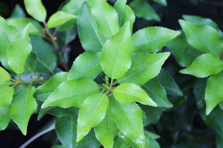 Prunus lusitanica 'Brenella'