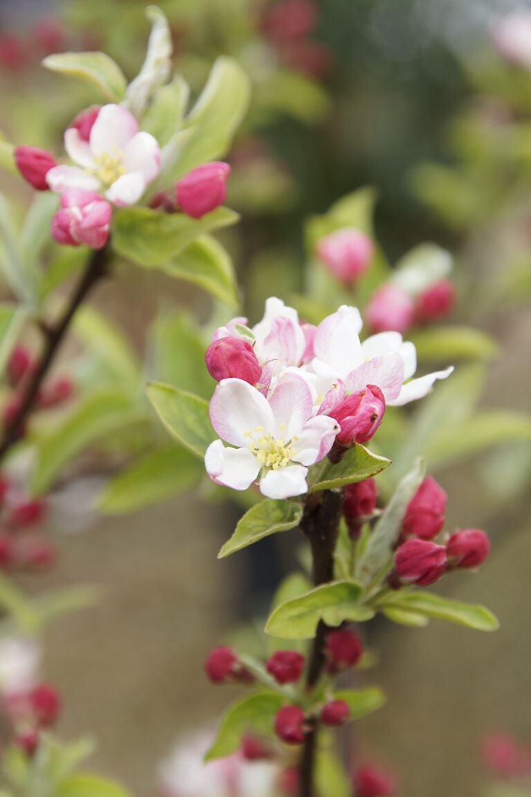 Malus 'Pomzei'