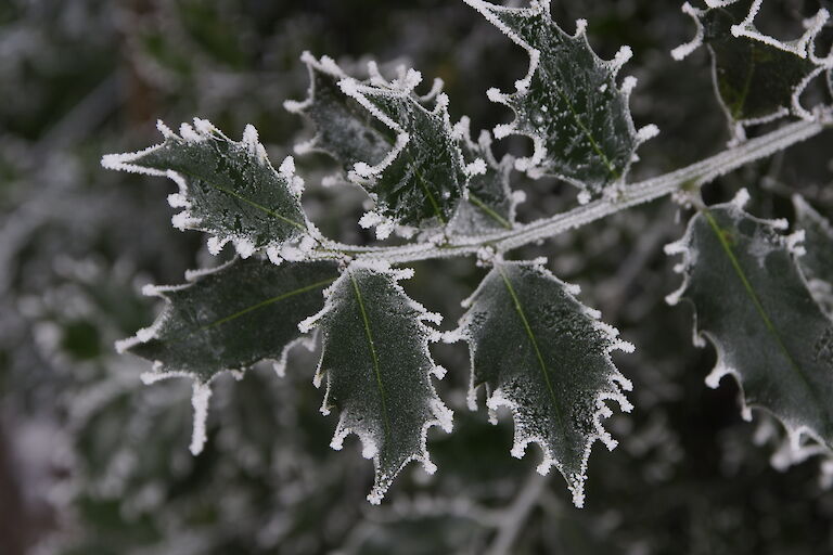 Ilex meserveae