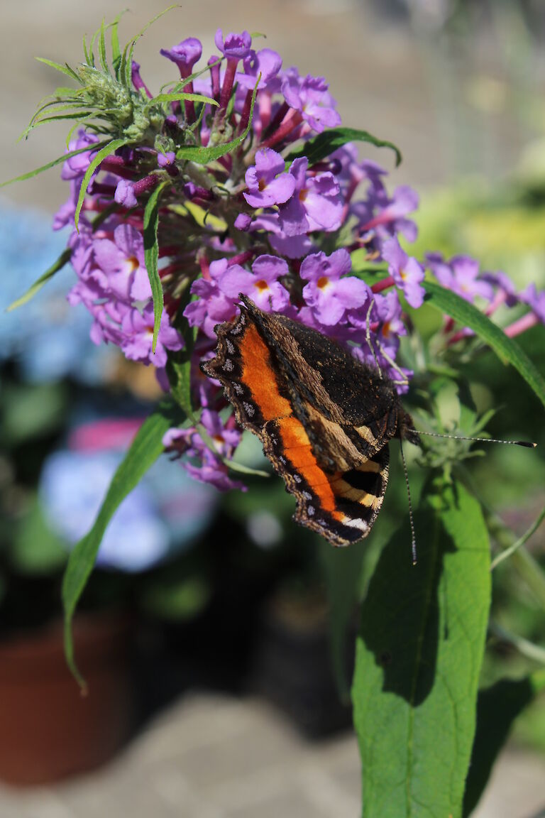 Buddleja Insekt