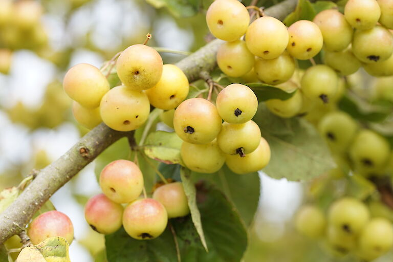 Malus Butterball