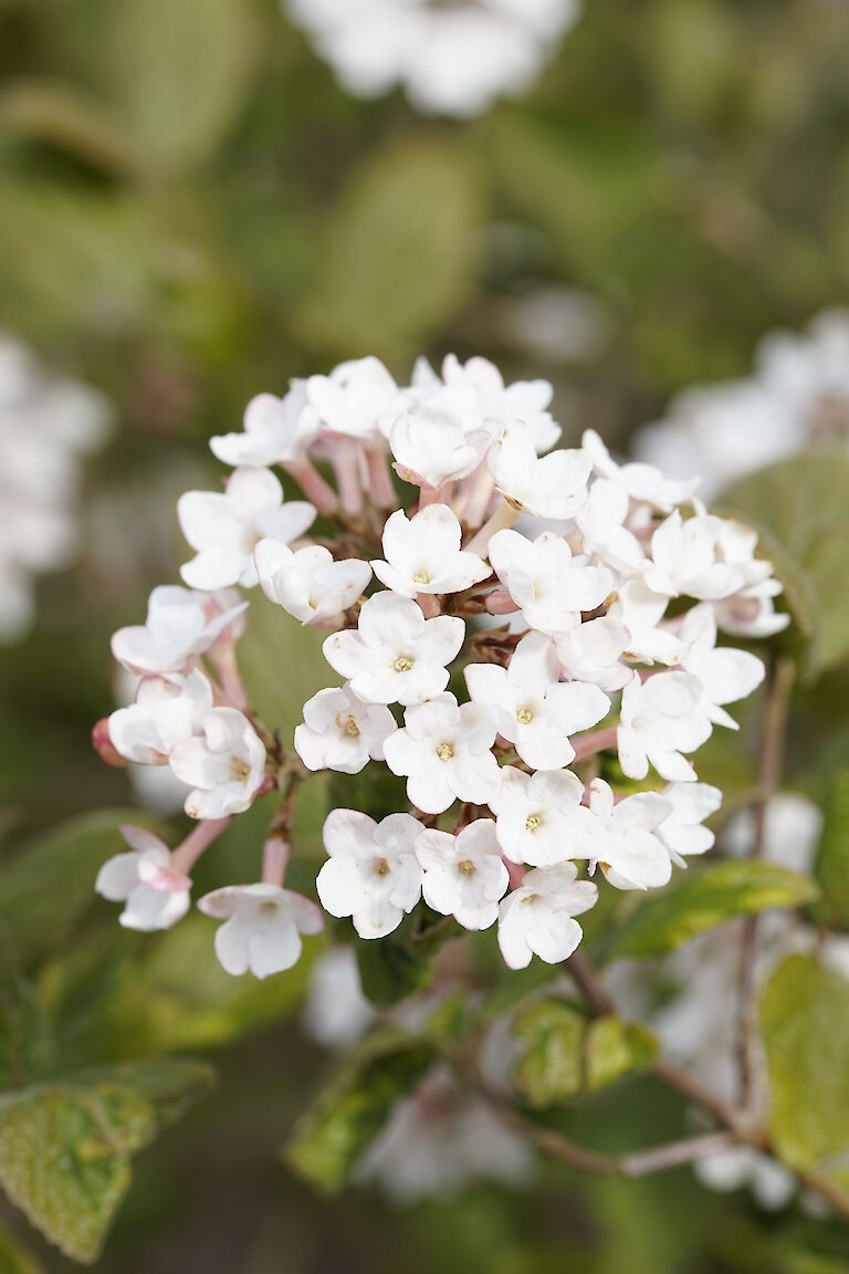 Viburnum carlesii