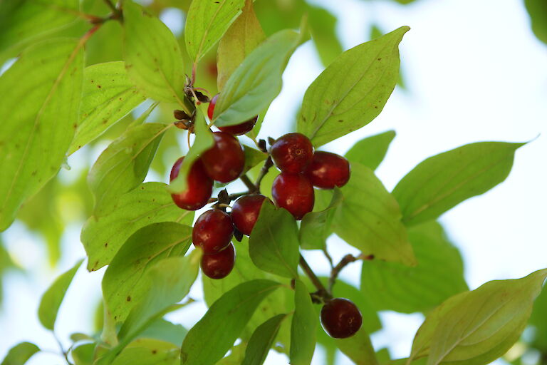 Cornus mas