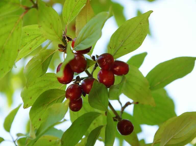 Cornus mas