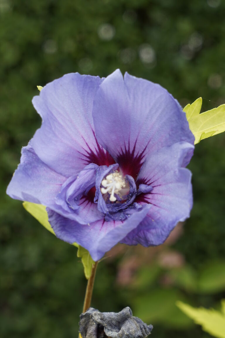 Hibiscus syriacus Blue Chiffon