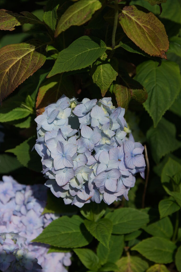 Hydrangea macrophylla