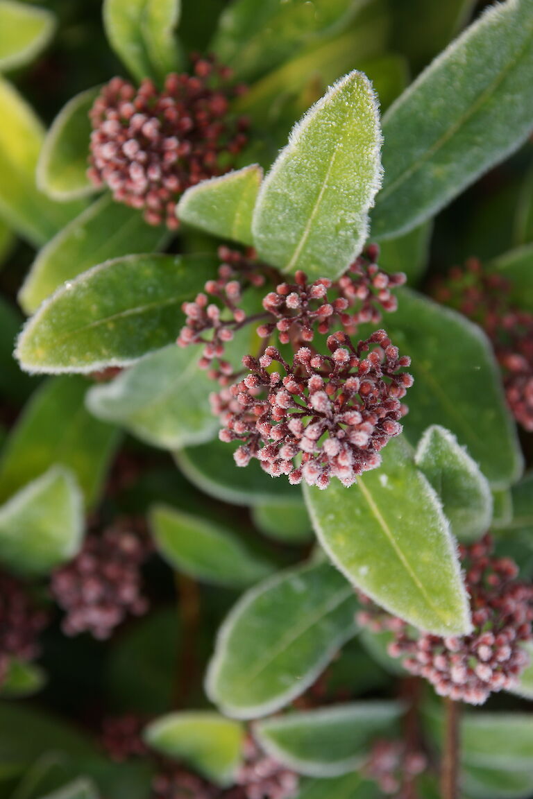 Skimmia Winter