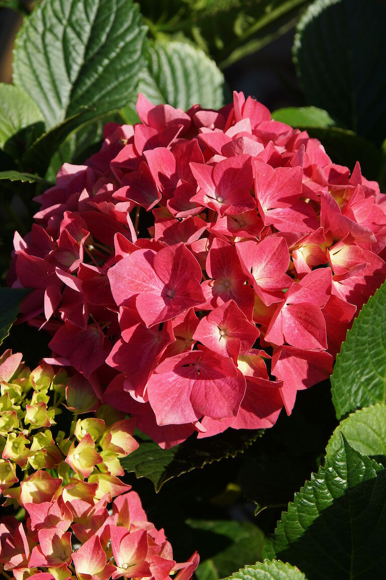 Hydrangea macrophylla rot