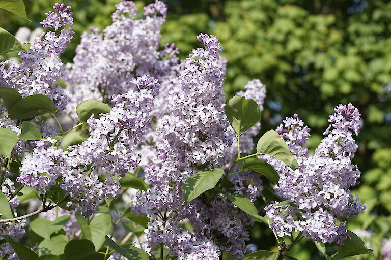 Syringa vulgaris Zukunft