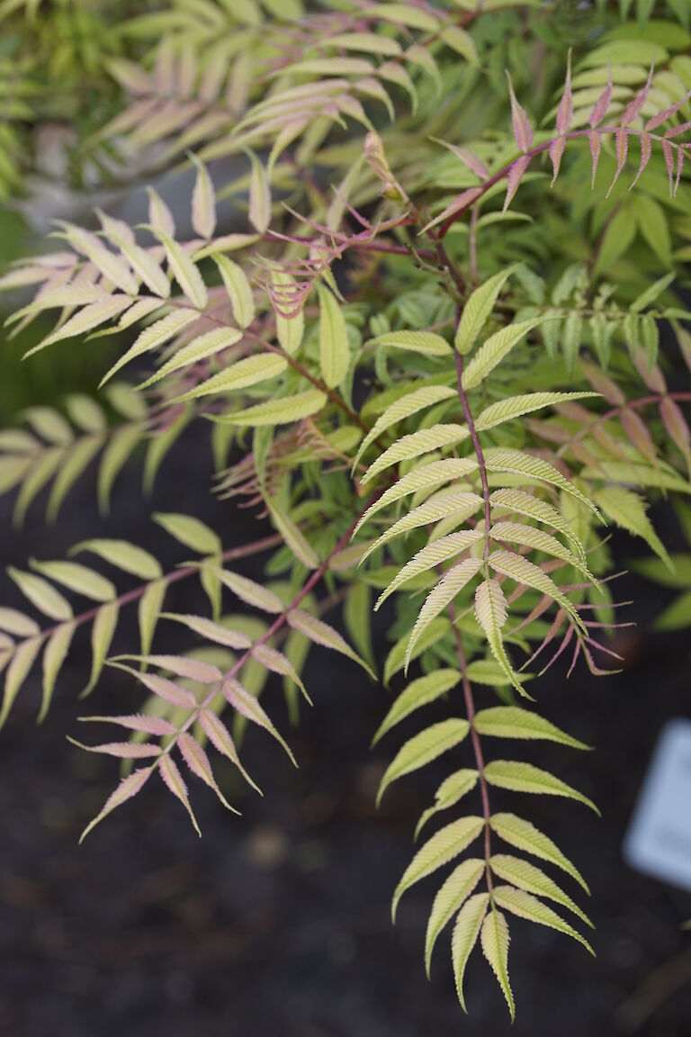 Sorbaria sorbifolia Sem