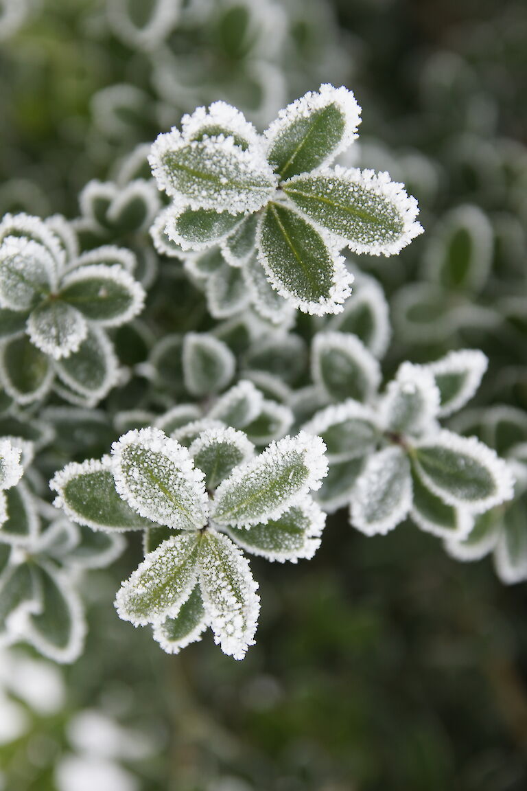  Buxus sempervirens Winter