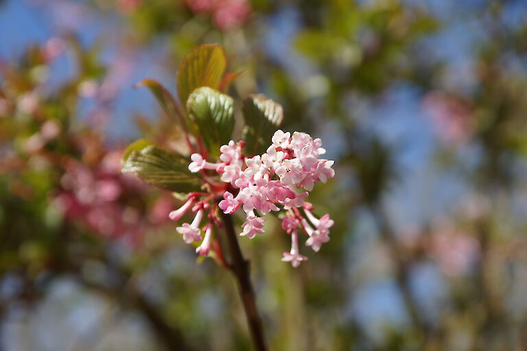 Viburnum bodnantense 'Dawn'