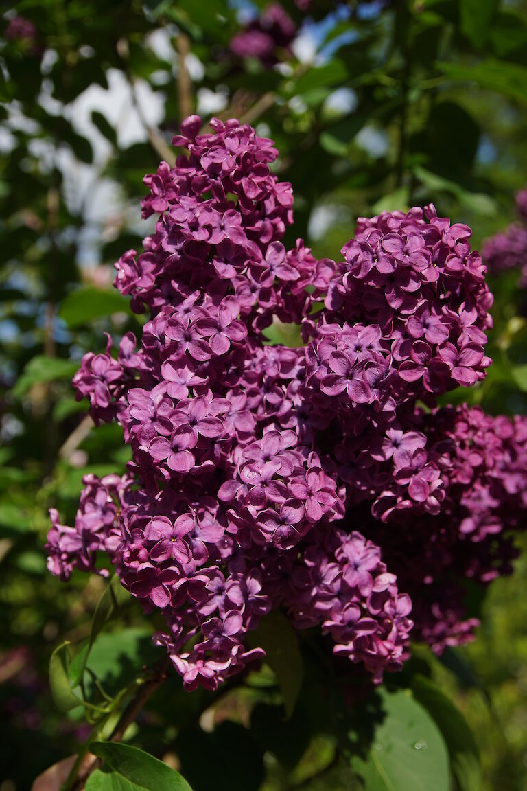 Syringa