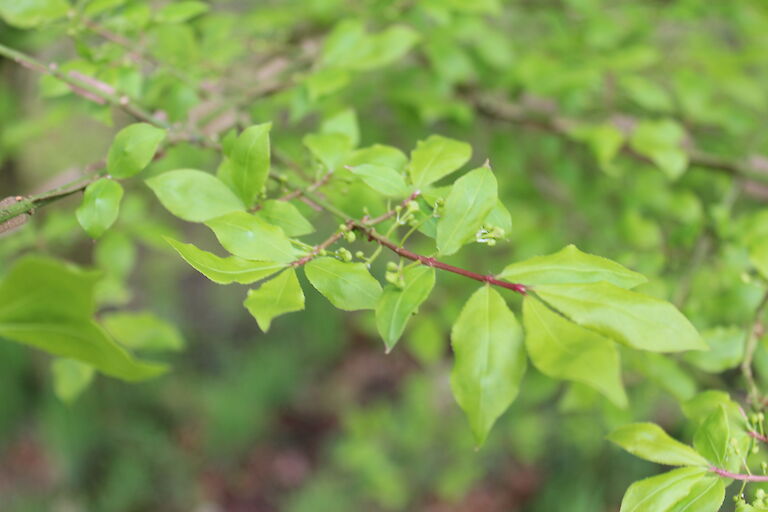 Euonymus alatus