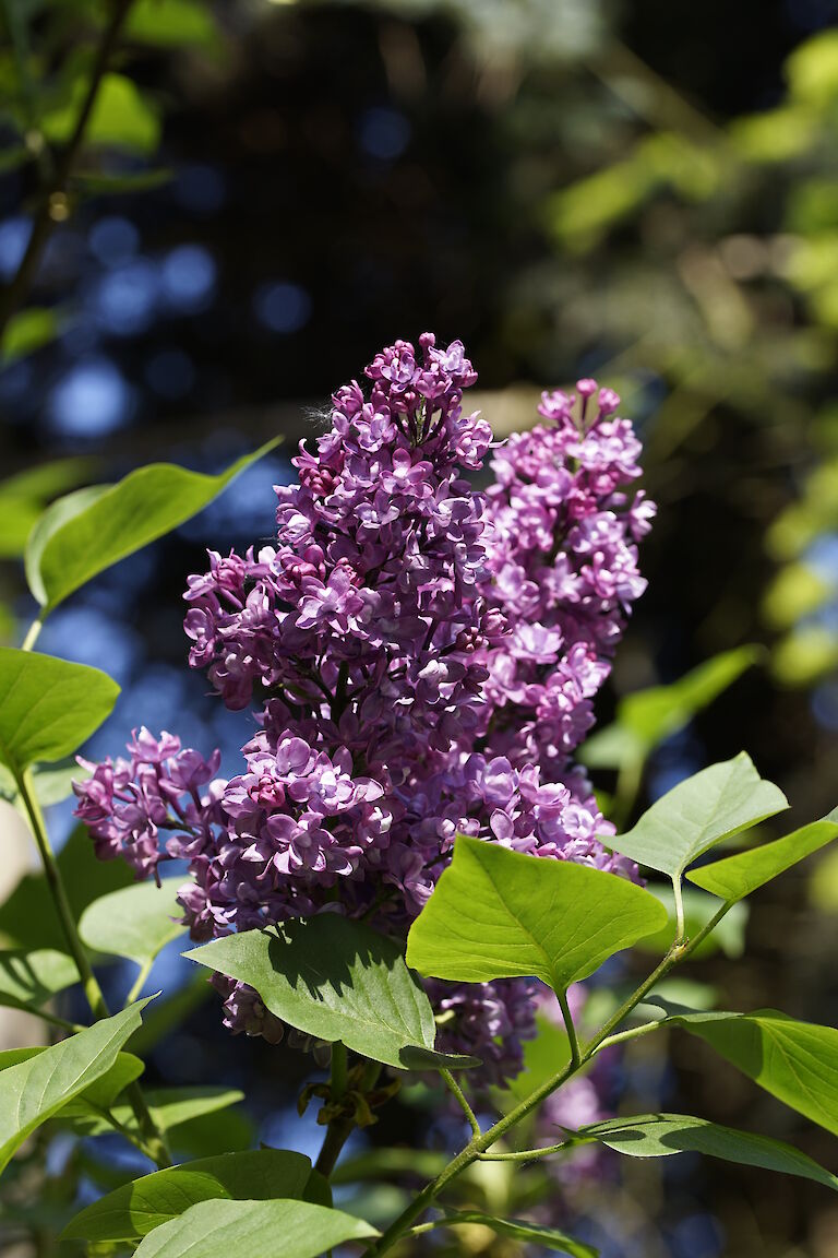 Syringa lila